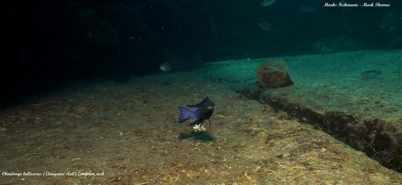 Chindongo bellicosus 'Zimbawe Rock'